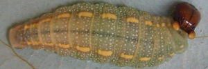 Chaetocneme porphyropis - Final Larvae